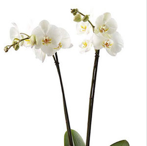 Meet your Posher, Nicole joanne